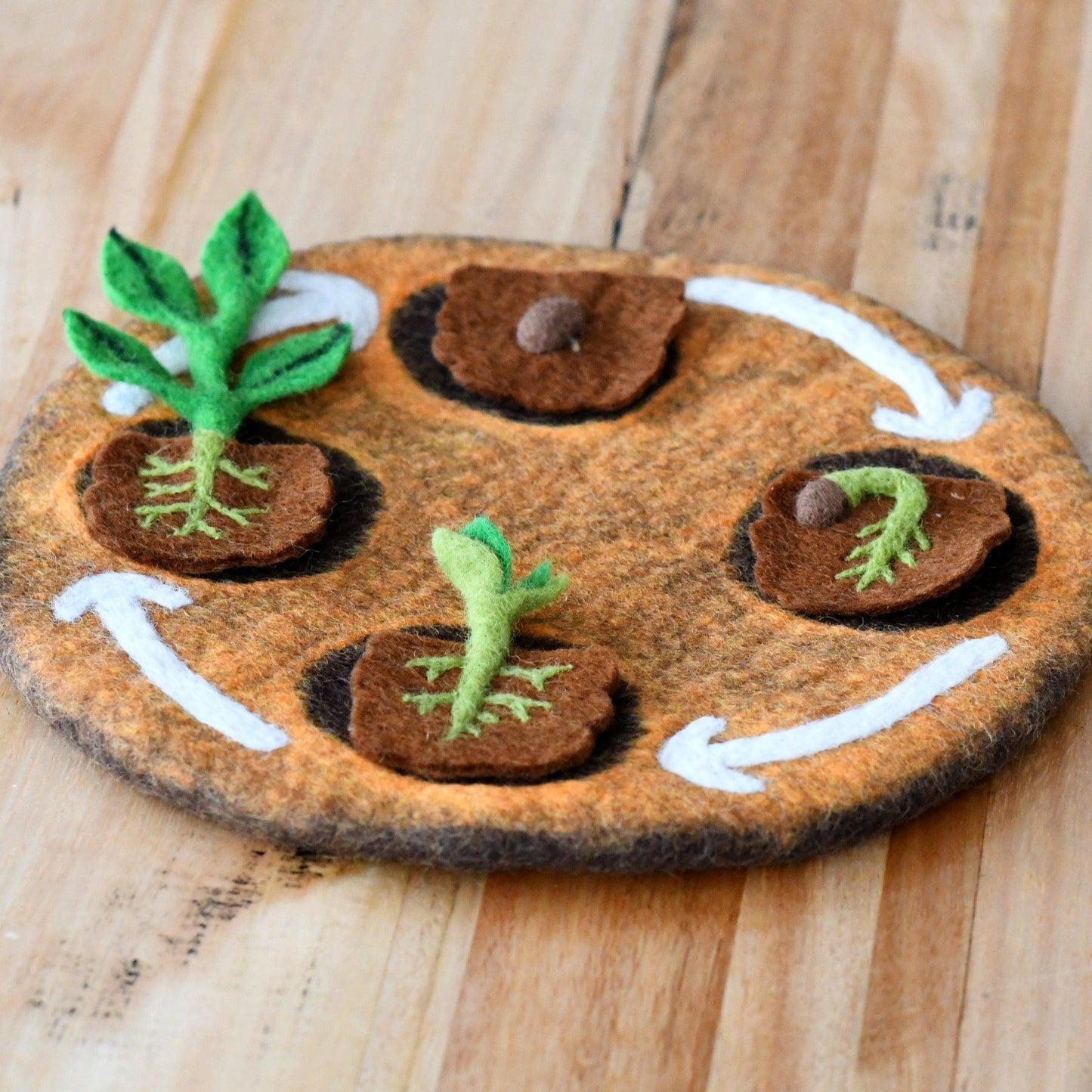 Felt Life Cycle of a Bean Plant