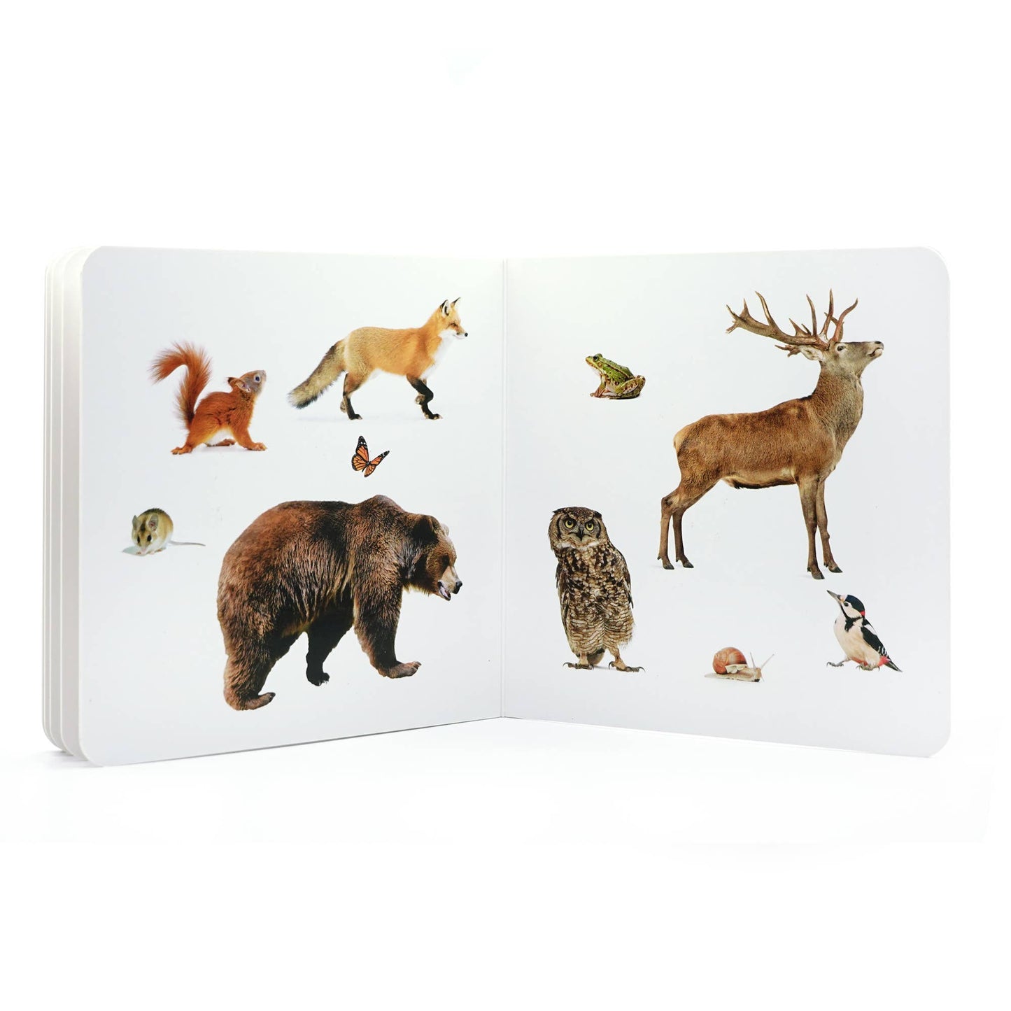 Forest Animals 2 - Wordless Photo Book NWB051