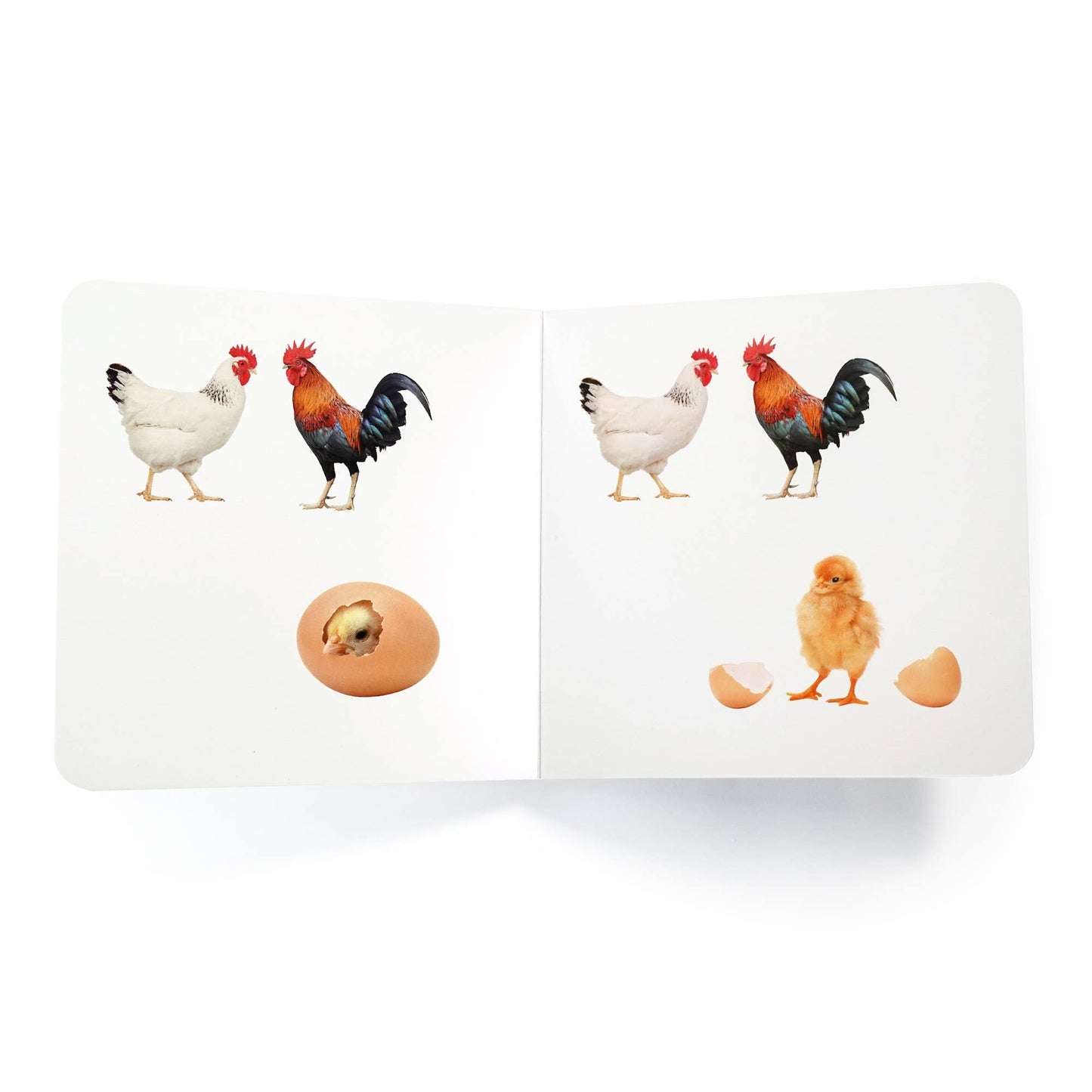 Three chicks - Wordless Photo Book NWB061