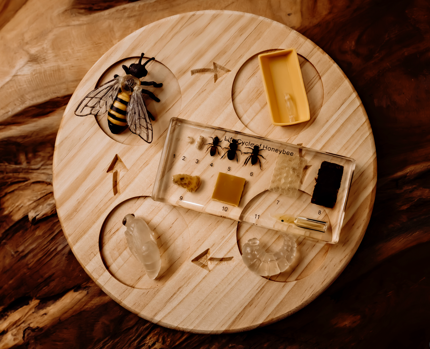 Honeybee Lifecycle Specimen Block