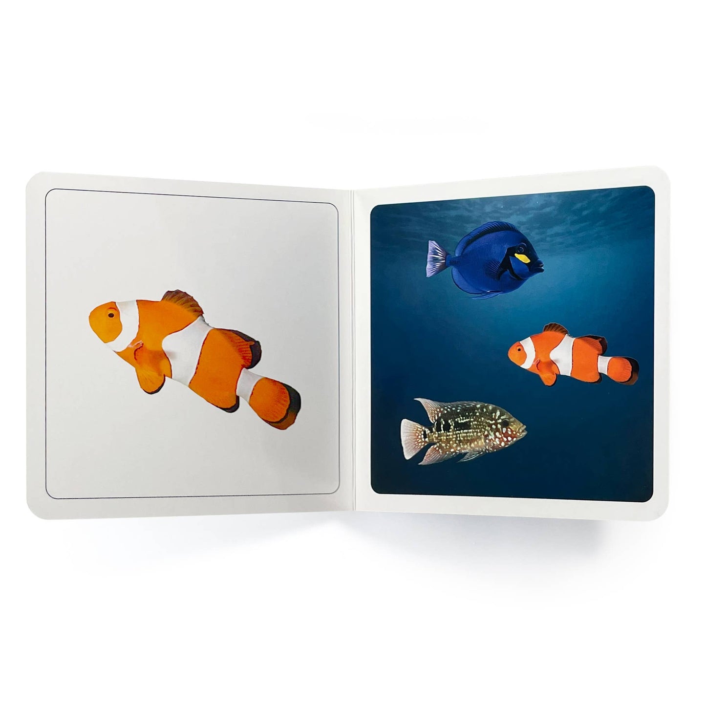 Where Are the Fish? - Wordless Photo Book NWB057