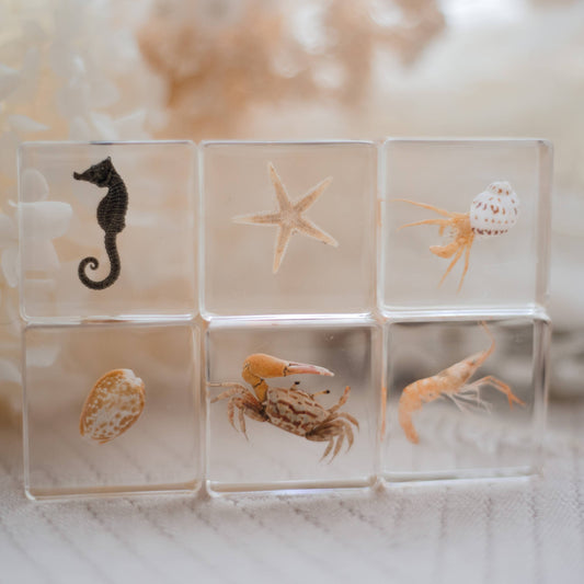 Ocean Explorer Specimen Set