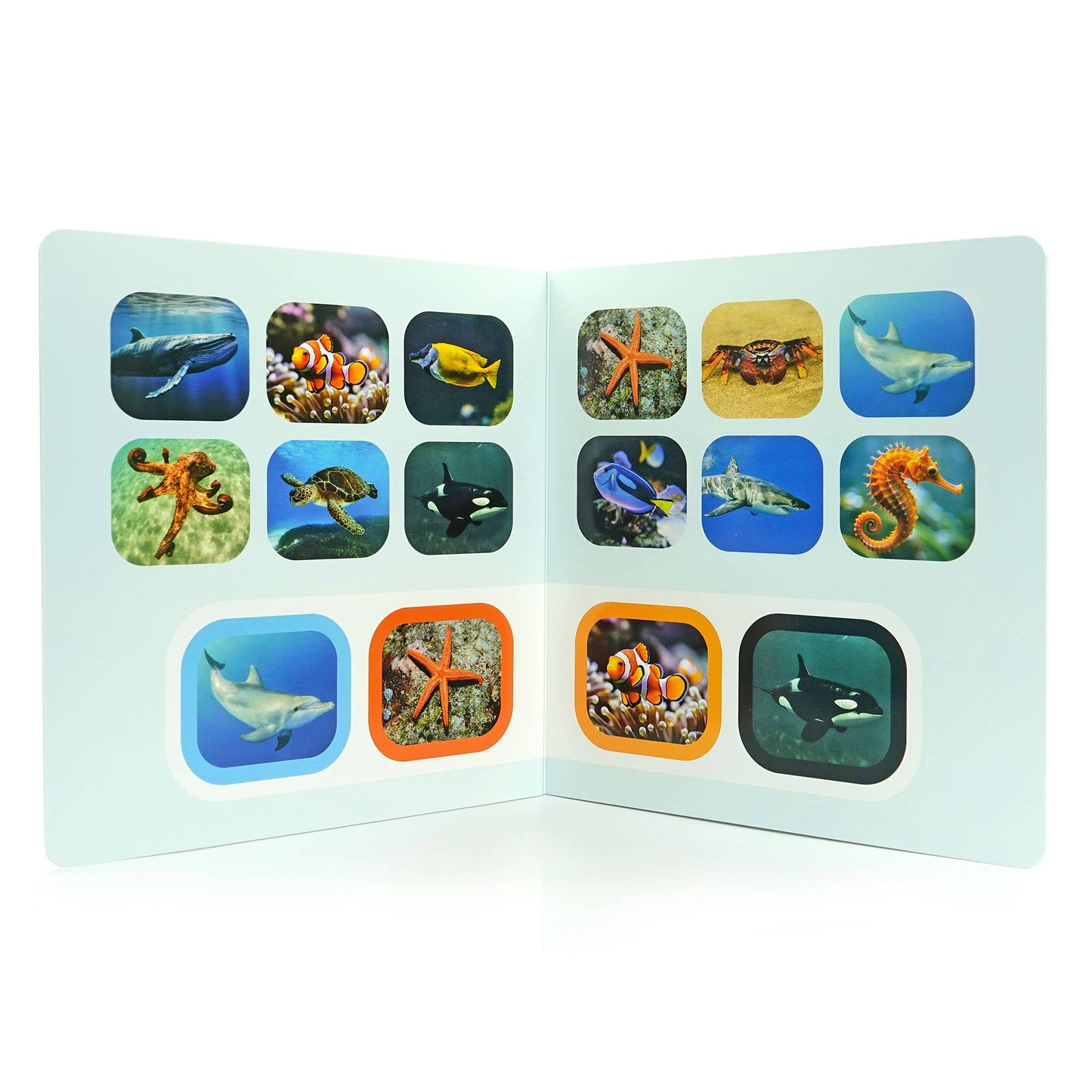 Seek & Find: Marine Animals - Wordless photo book NWB123