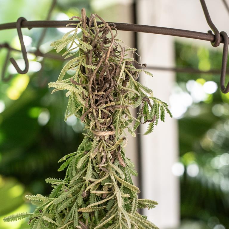 Herb dryer