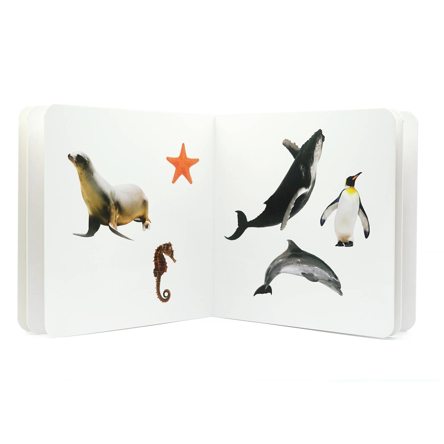 Marine Animals 2 - Wordless Photo Book NWB053