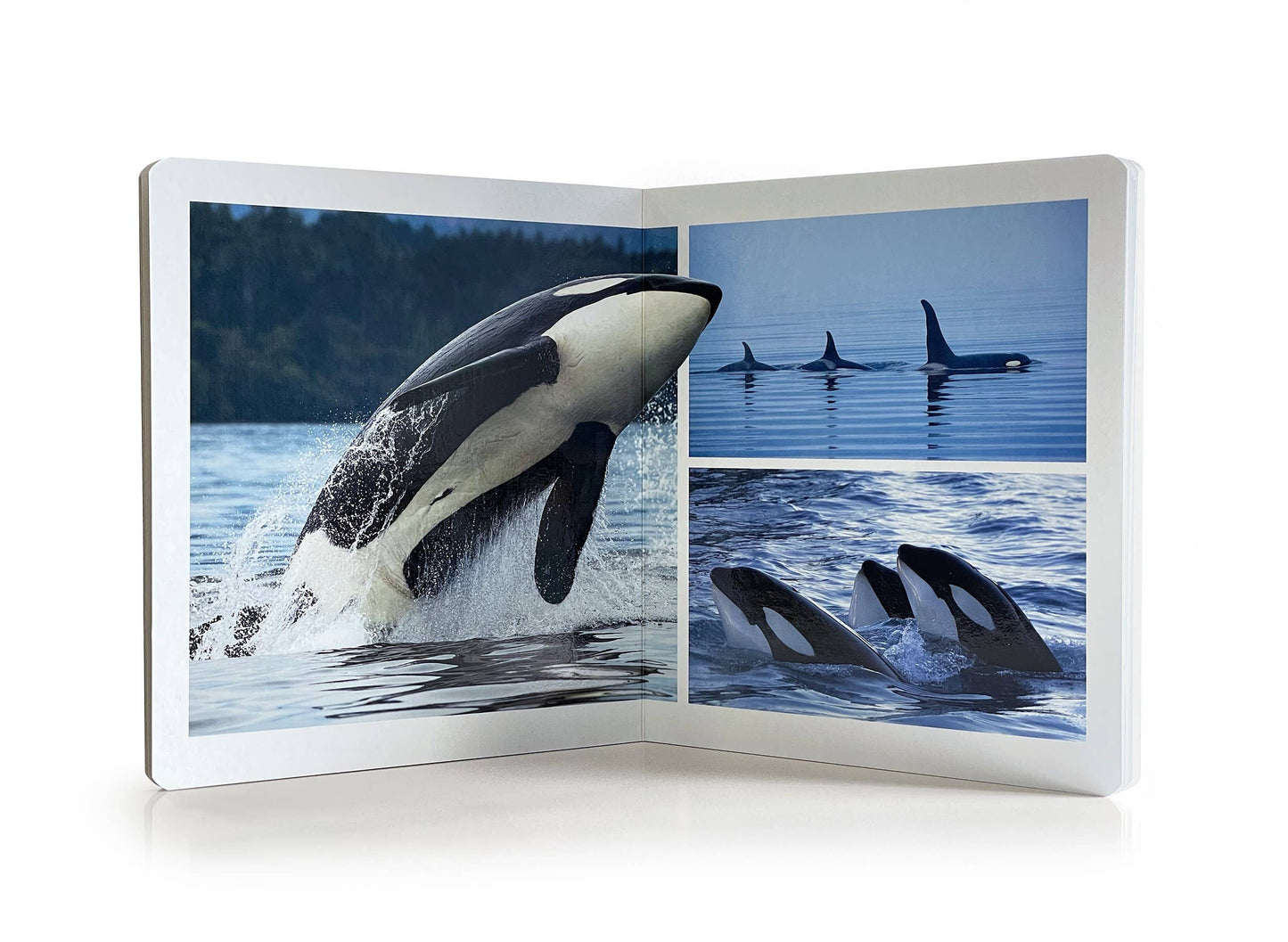Marine Animals - Wordless Photo Book NWB112