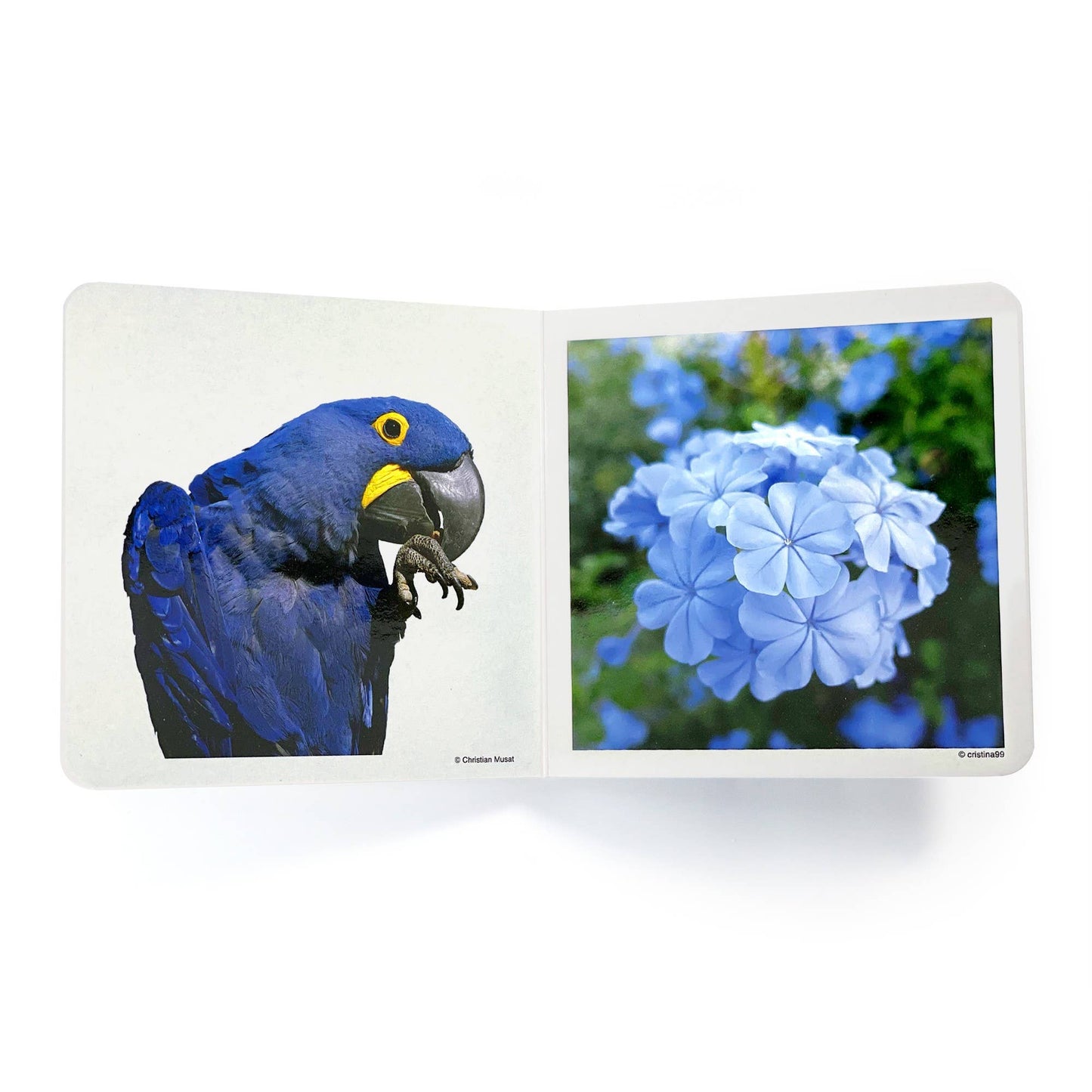Blue - Wordless Photo Book NWB042