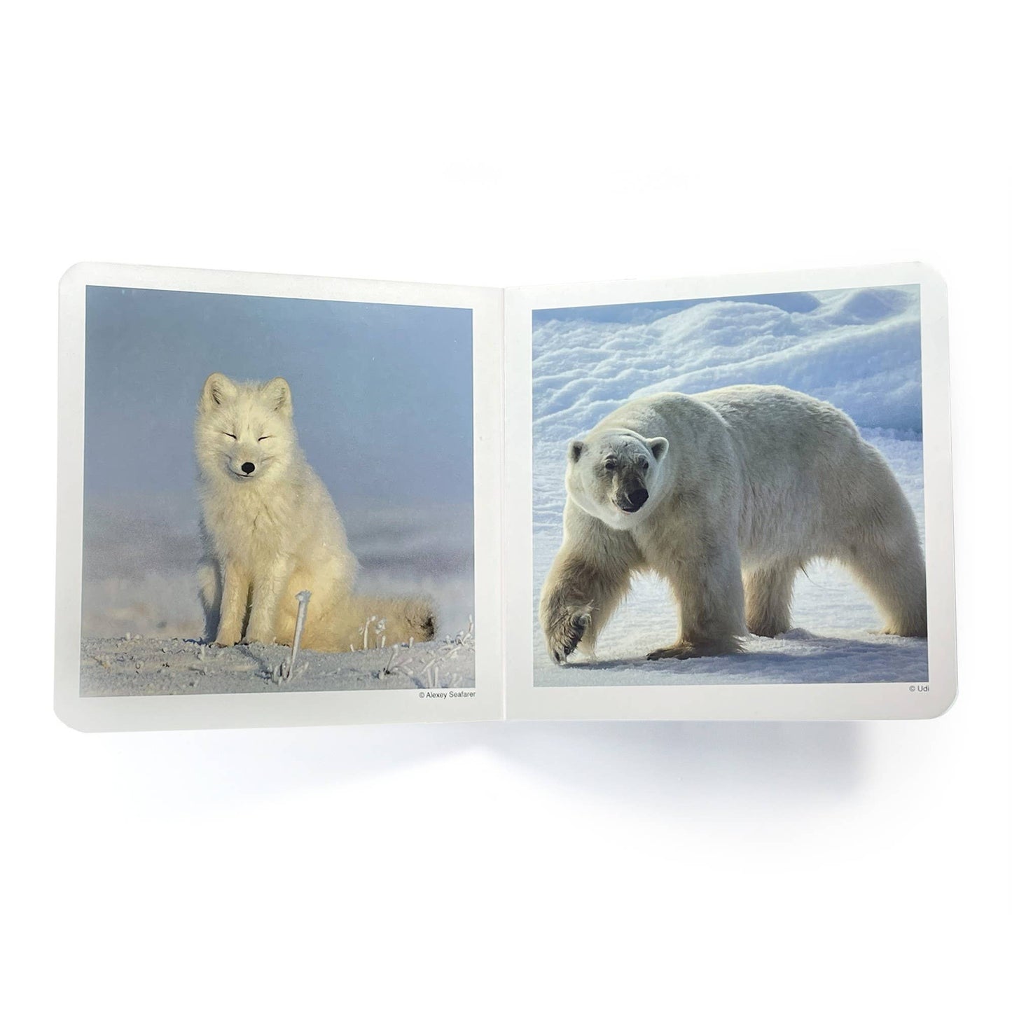 Polar Animals - Wordless Photo Book NWB046