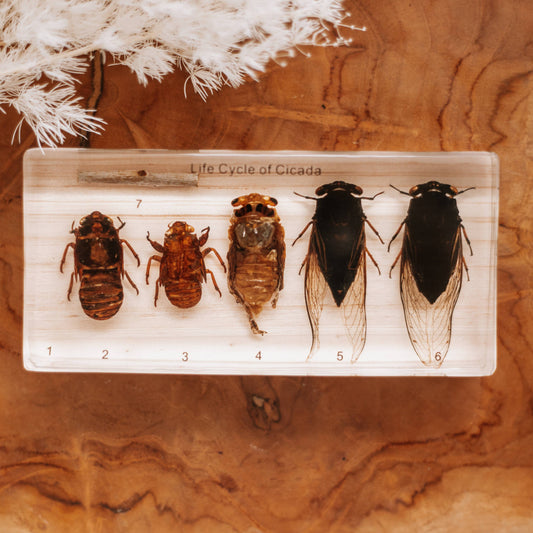 Cicada Lifecycle Specimen Block