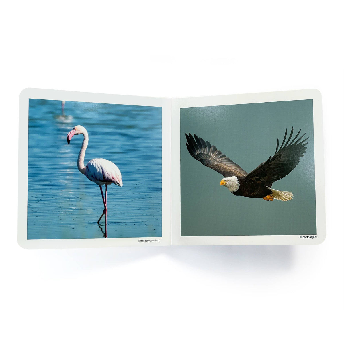 Birds - Wordless Photo Book NWB048