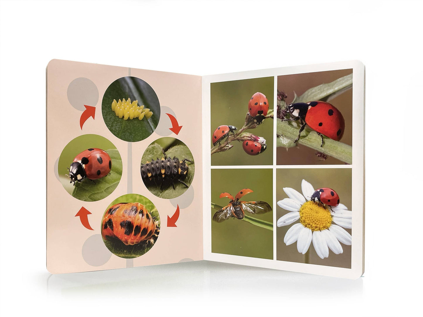 Life Cycles - Wordless Photo Book NWB115