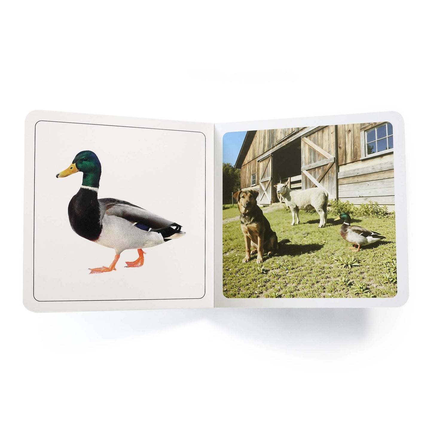Where is it on the farm? - Wordless Photo Book NWB056