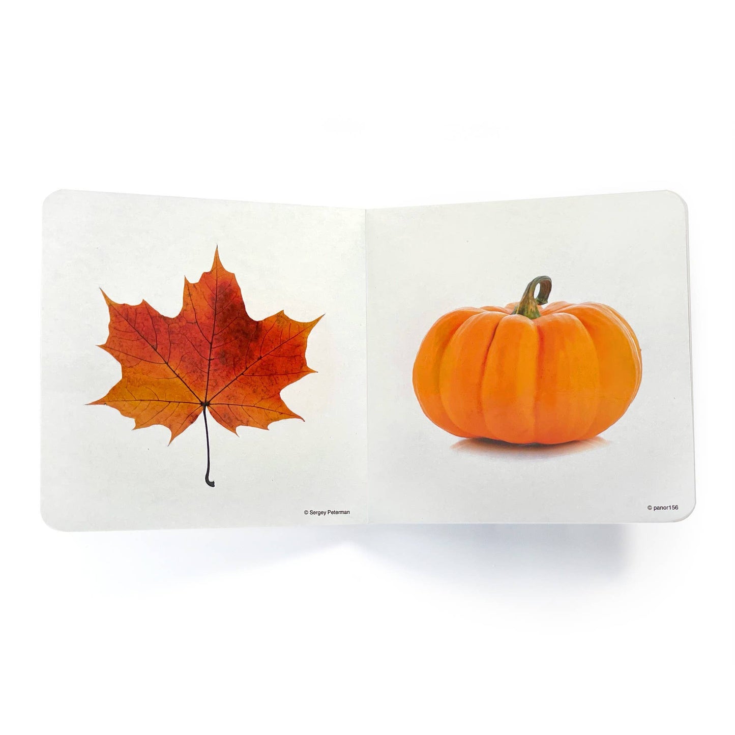 Orange - Wordless Photo Book NWB043