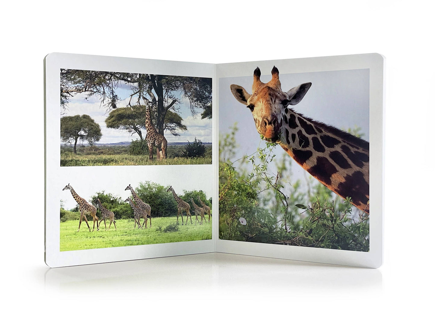 The Animals Of The Savannah - Wordless Photo Book NWB114