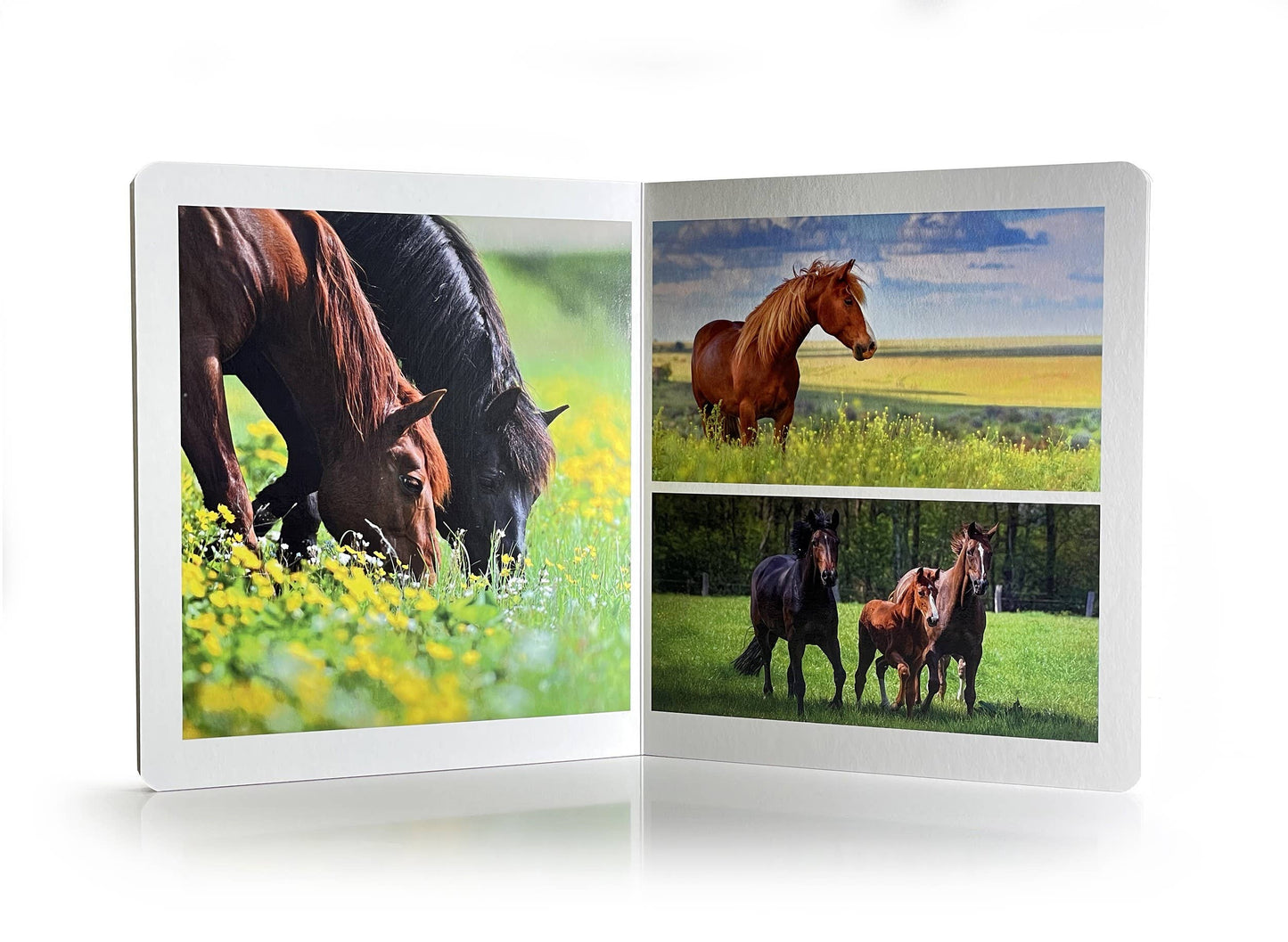 Farm Animals - Wordless Photo Book NWB113