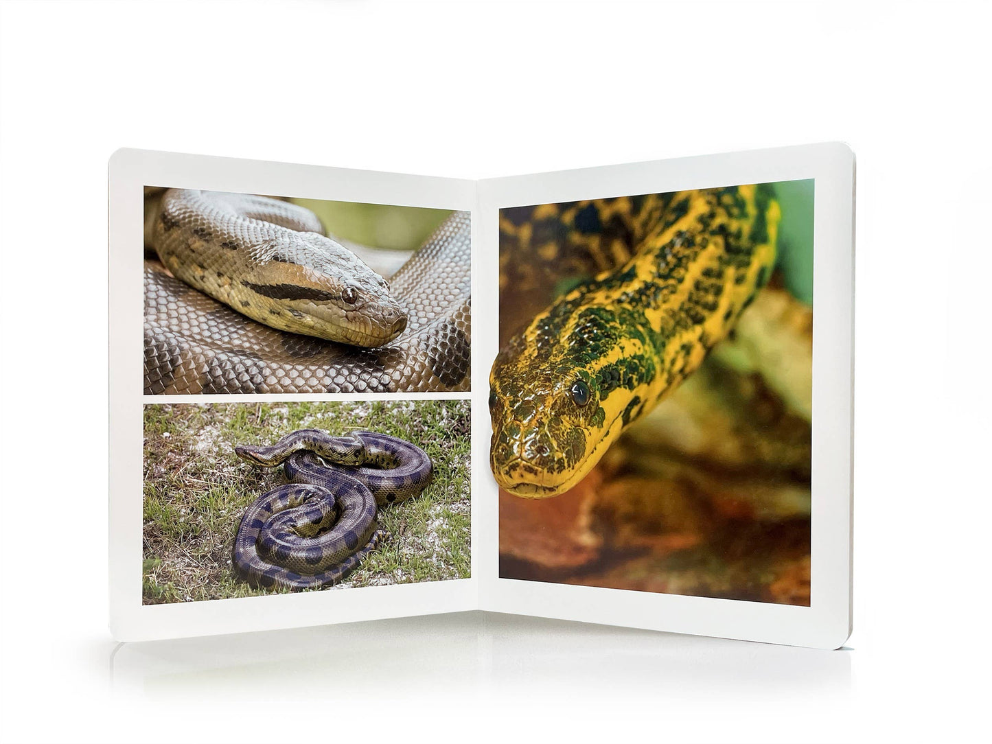 The Animals Of The Jungle - Wordless Photo Book NWB117