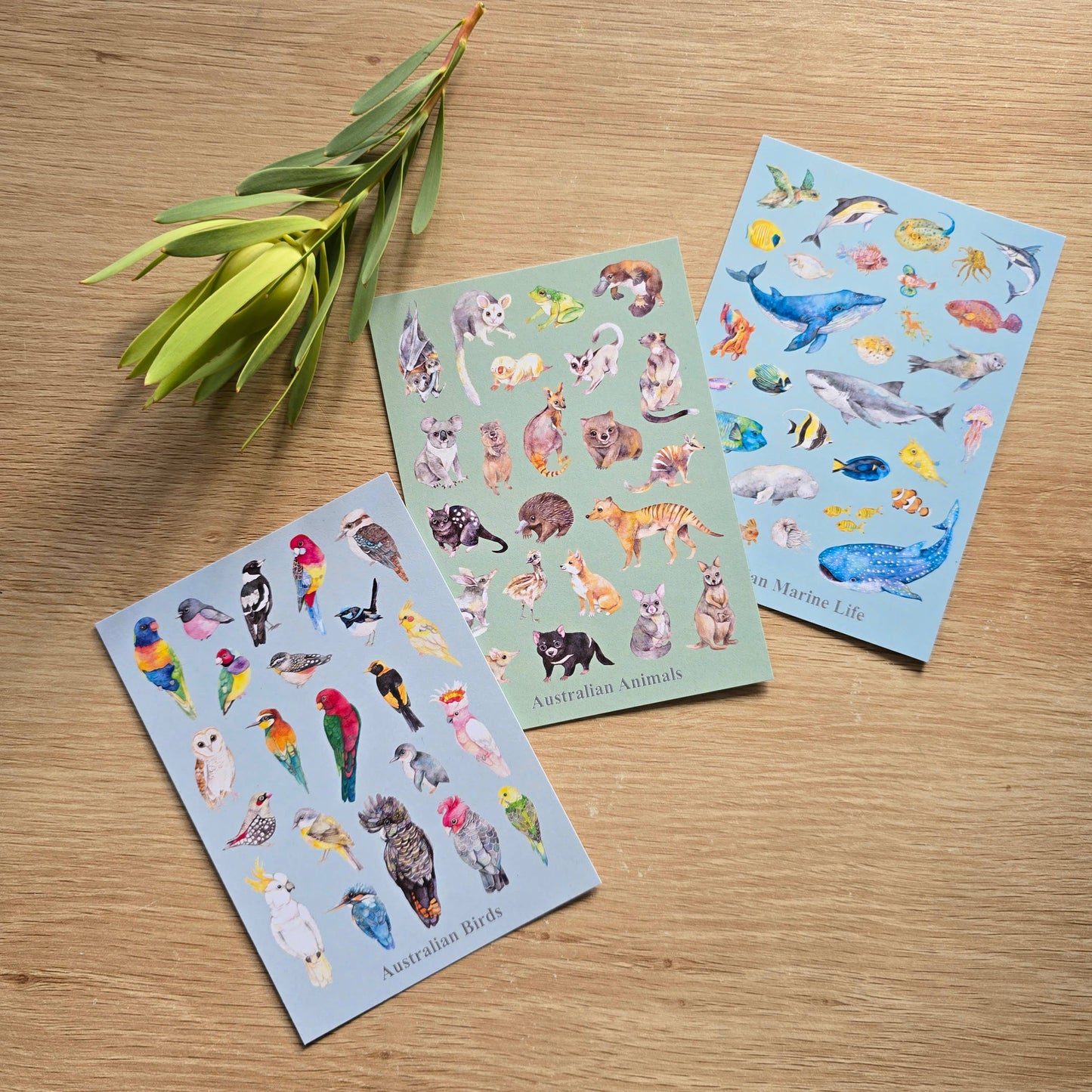 Australian Ocean Animals Collection Recycled Postcard