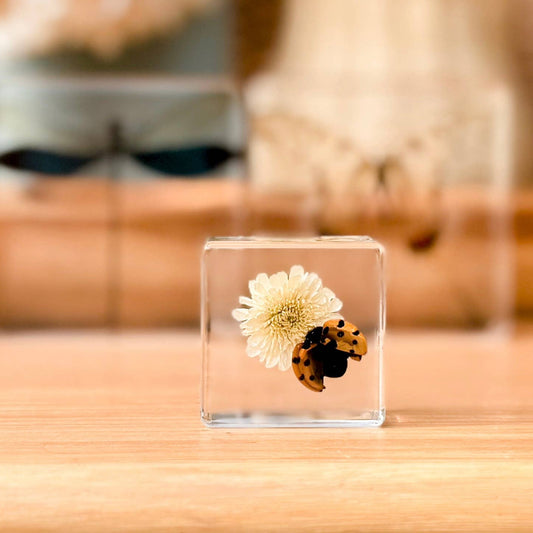 Ladybird and Flower Specimen