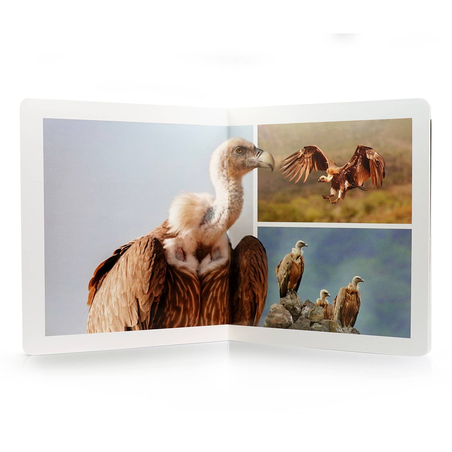 Birds - Wordless Photo Book NWB116