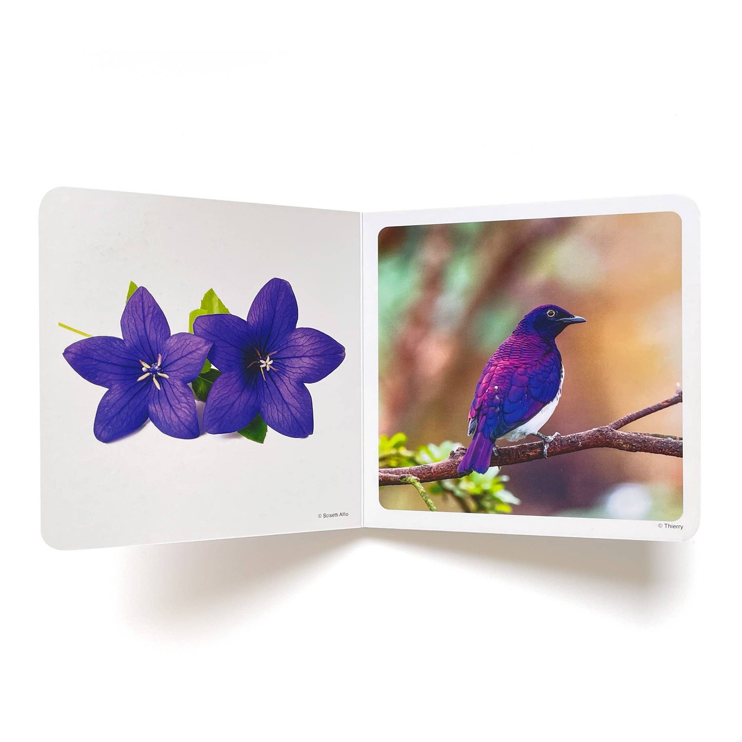 Purple - Wordless Photo Book NWB050