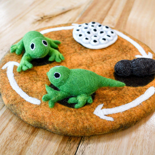 Felt life cycle of a frog