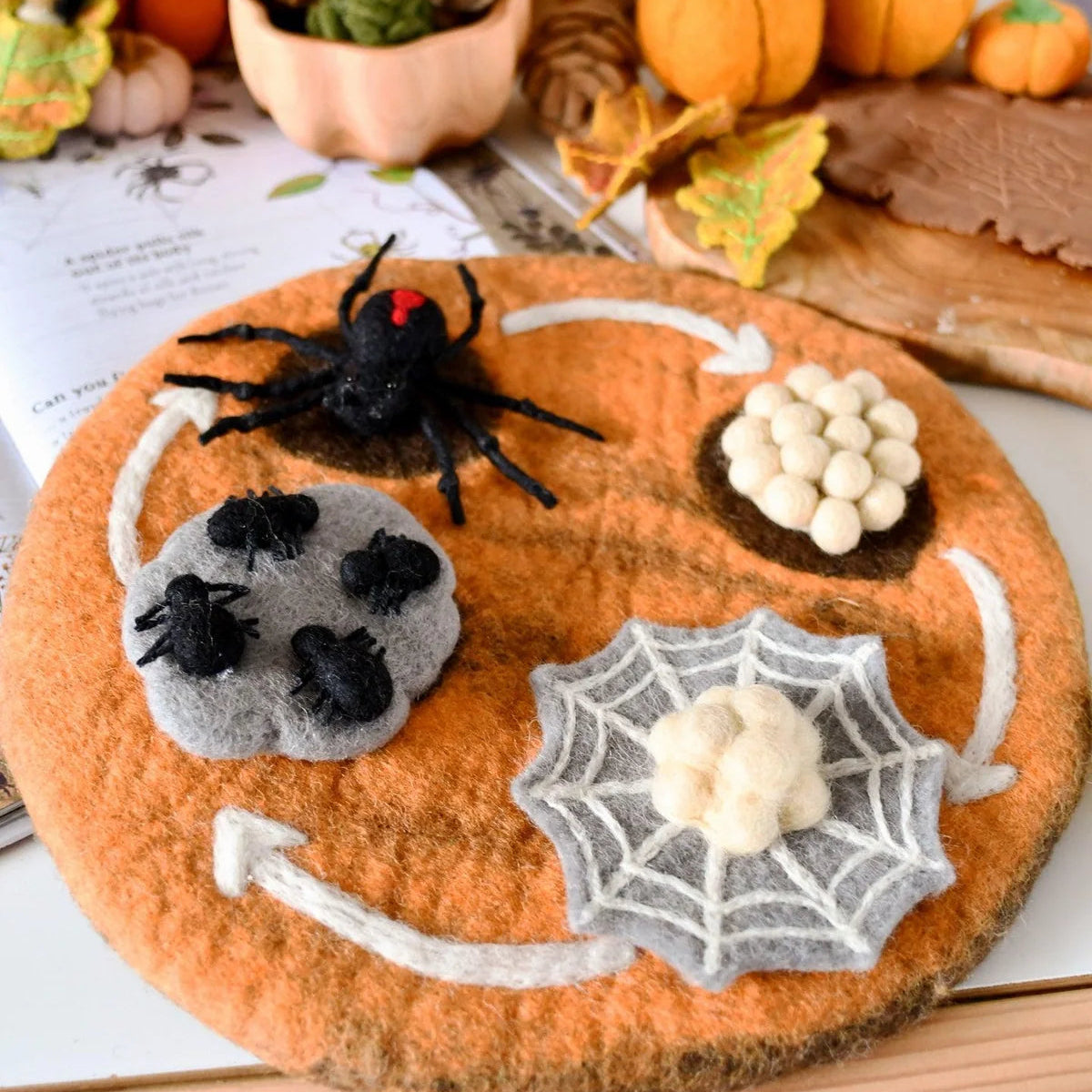 Felt Lifecycle of a Redback Spider